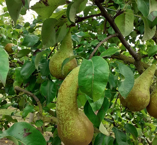vente de poires locale à Saint-George-sur-Moulon dans le Cher 18